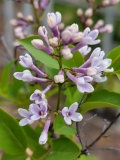 Alba_persica_20210427_BLBG_MLD_4
