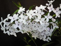 Alba_persica_LNT