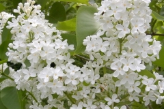 Alba Virginalis