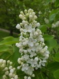 Alba_Virginalis_201906_RBG_MLD
