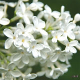 Alba_Virginalis_2019_LM_CF