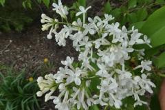 Alba (vulgaris)