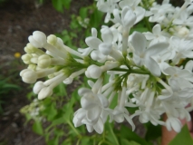 20180512_HA_Alba_vulgaris_MLD_3