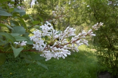 Albida