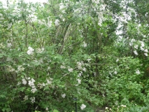 Albida_201906_HA_MLD_1