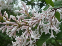 Albida_201906_HA_MLD_2