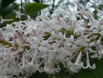 Albida_201906_HA_MLD_3