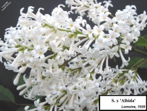Albida_LNT