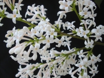 Albida_LNT2