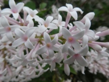 Albida_Russia_TP