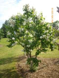 Albins_201405_Dobele_RR