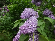 Aleksei_Maresev_20180523_RAS_MLD_2