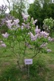 Alenushka_TP_1