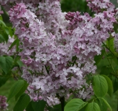 Alenushka_TP_3