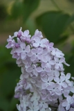 Alenushka_TP_4