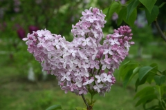 Alenushka_TP_5