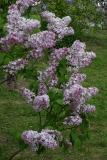 Alenushka_TP_6