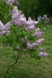 Alenushka_TP_7