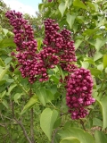 Alesha_202005_Ufa_NP