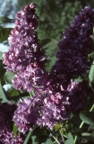 Alexander_Hamilton_RBG_CH_2
