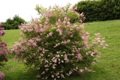 Alexanders_Aristocrat_CH_1