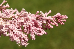 Alexanders_Aristocrat_CH_2