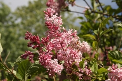 Alexanders_Aristocrat_CH_3