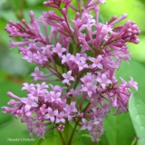Alexanders_Perfection_2019_LM_CF