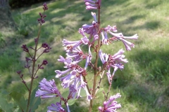 Alexander's Pink