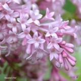Alexanders_Pink_2019_LM_CF