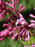 Alexanders_Pink_20210514_MLD_MLD_3