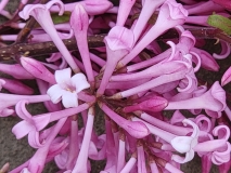 Alexanders_Pink_20210517_MLD_MLD
