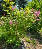 Alexanders_Pink_20210520_MLD_MLD