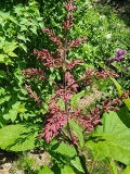 Alexanders_Pink_20220509_MLD