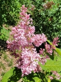 Alexanders_Pink_20220516_MLD