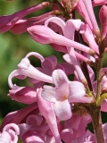 Alexanders_Pink_20220516_MLD_2