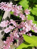 Alexanders_Pink_20220524_MLD