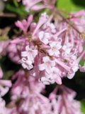 Alexanders_Pink_20220524_MLD_2