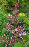 Alexanders_Pink_20230505_MLD_MLD
