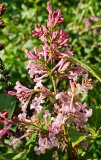 Alexanders_Pink_20230509_MLD_MLD