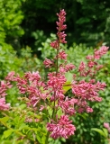 Alexanders_Pink_20230515_MLD_MLD_1