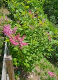 Alexanders_Pink_20230515_MLD_MLD_2