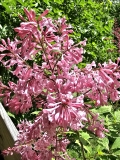 Alexanders_Pink_20230515_MLD_MLD_3