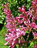 Alexanders_Pink_20230515_MLD_MLD_4