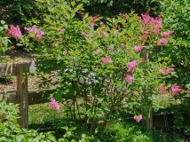 Alexanders_Pink_20230517_MLD_MLD