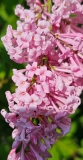 Alexanders_Pink_20230520_MLD_MLD_1