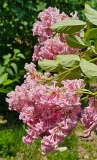 Alexanders_Pink_20230520_MLD_MLD_2