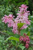 Alexanders_Pink_20240507_MLD_MLD