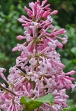 Alexanders_Pink_20240507_MLD_MLD_2