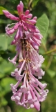 Alexanders_Pink_20240516_MLD_MLD_1